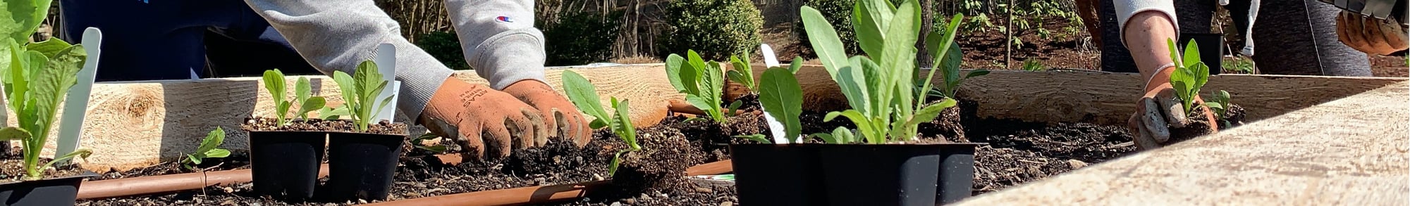 Home Vegetable Garden | The Garden Continuum